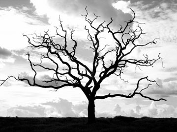 داستان دعای پیامبر برای درخت خشکیده